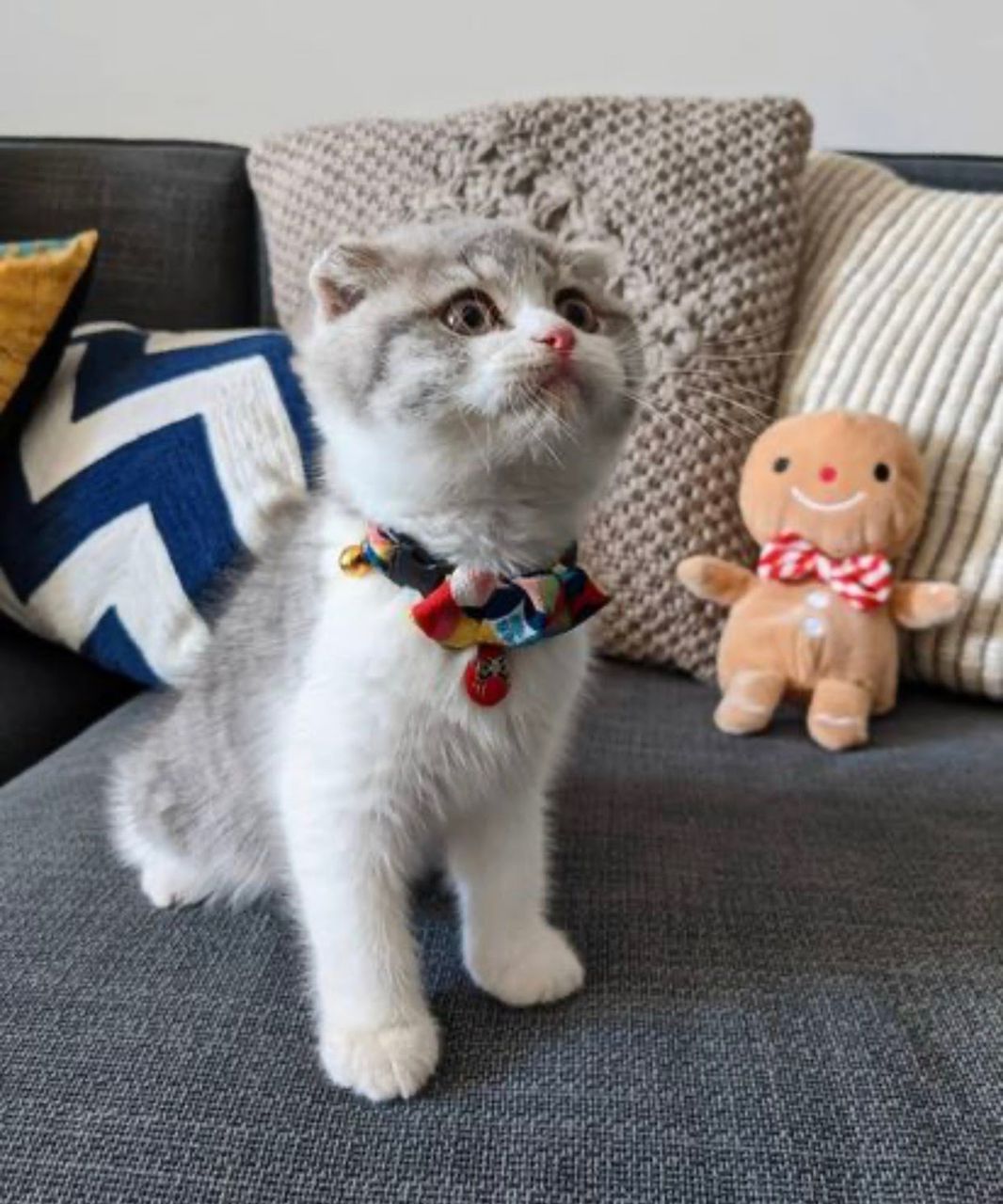 white scottish fold