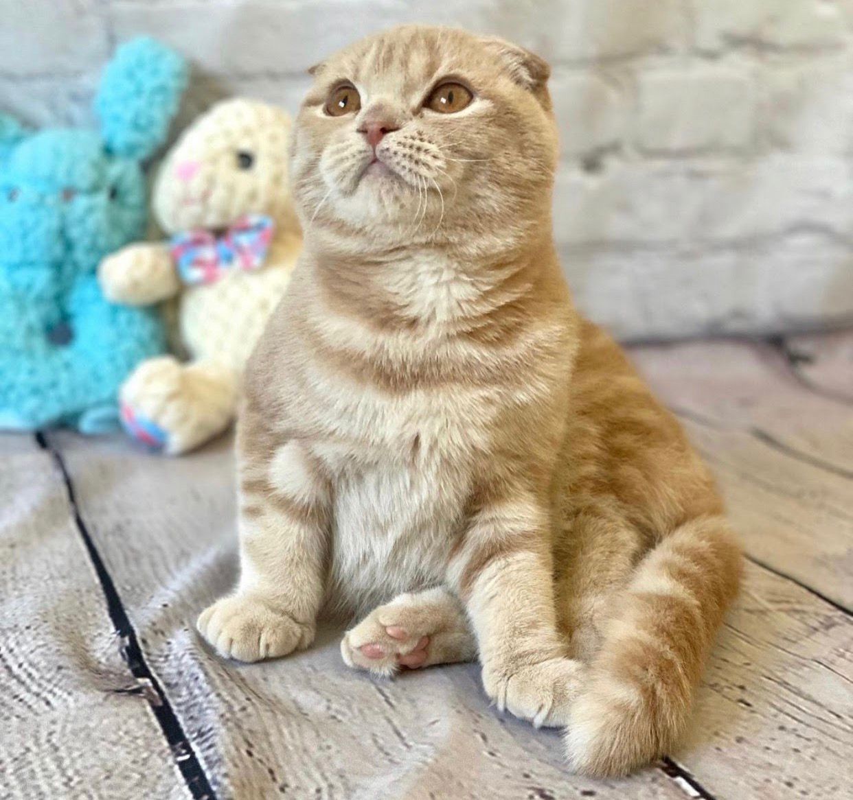 scottish fold kitten