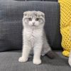 white scottish fold