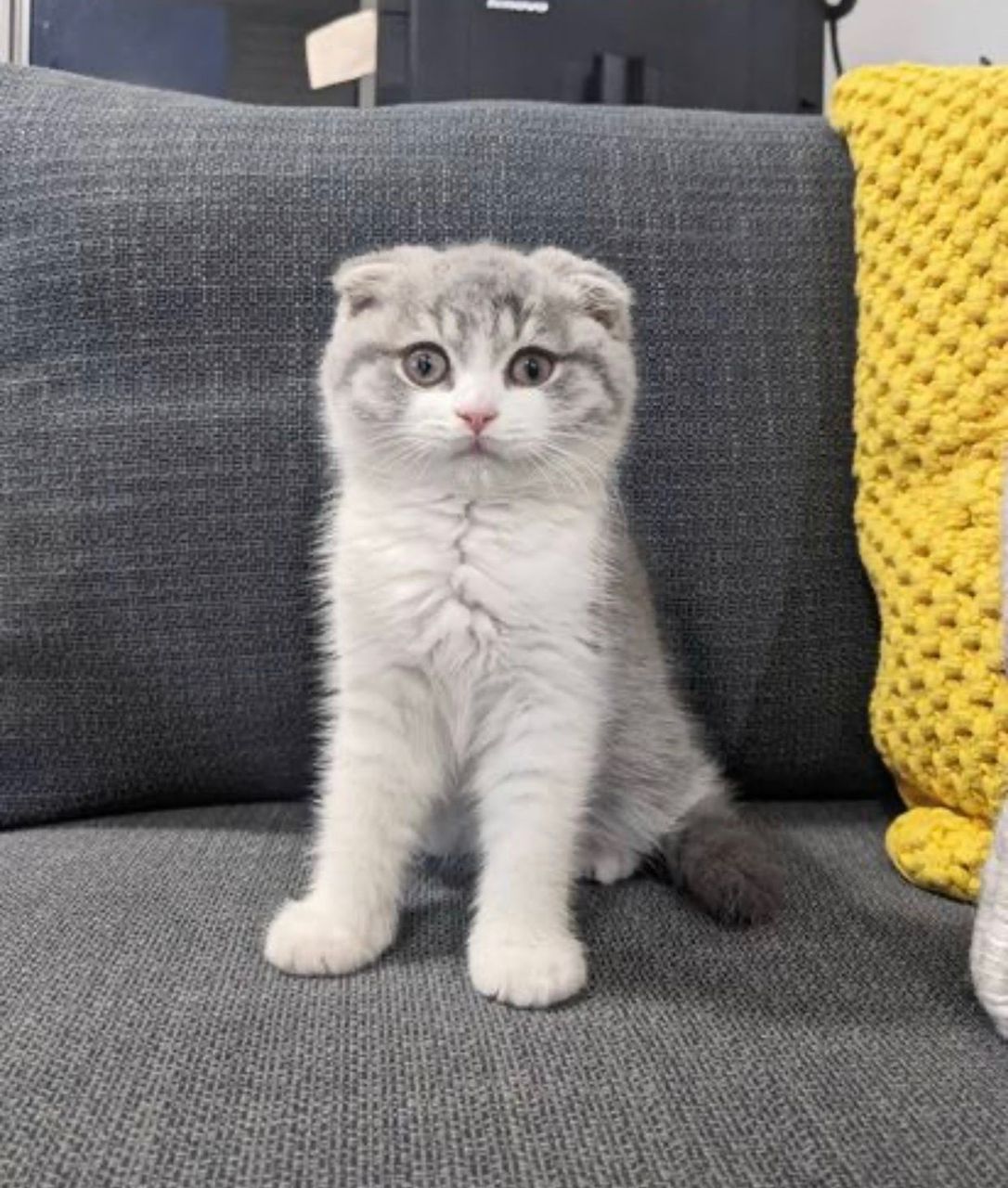 white scottish fold