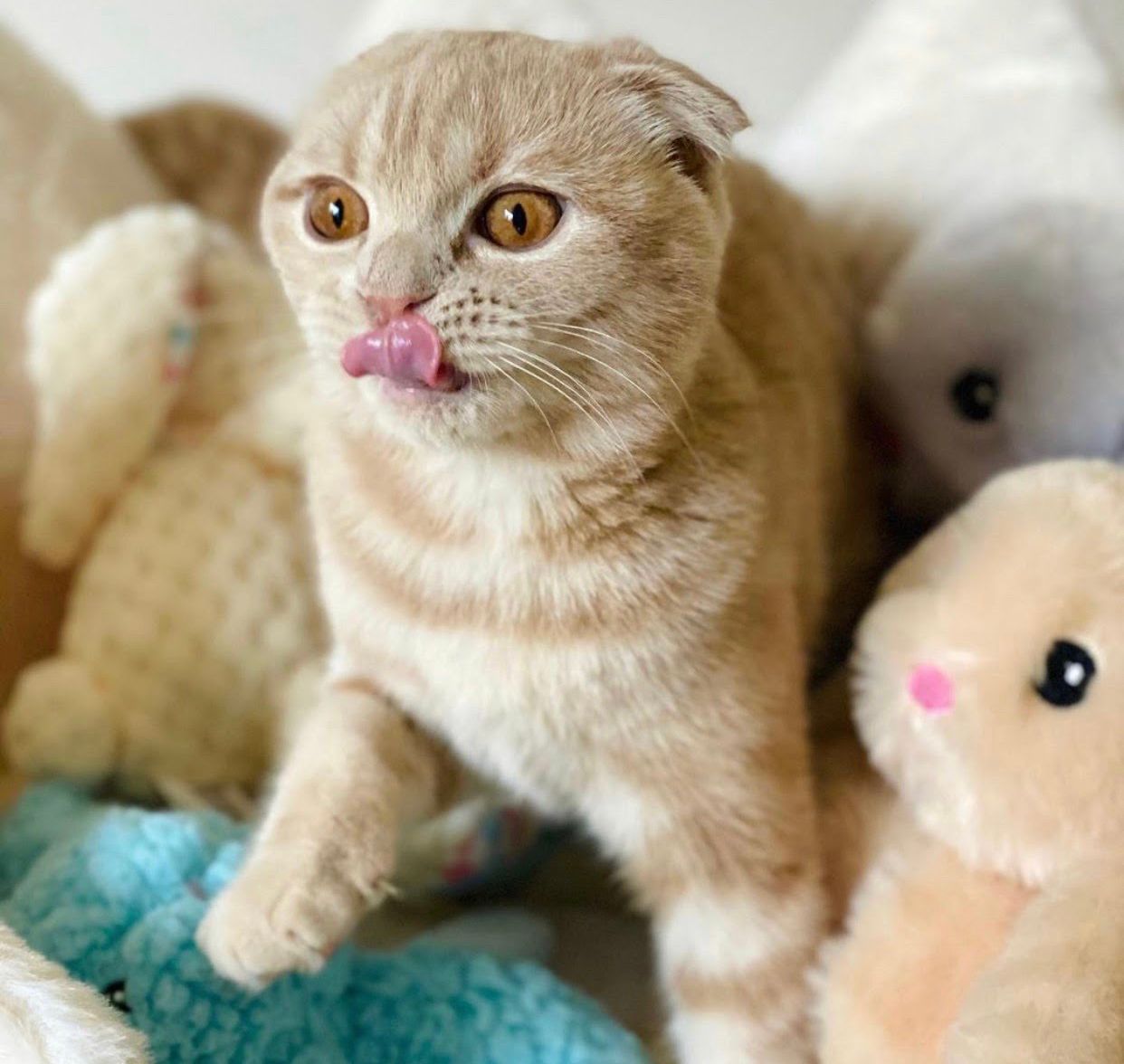 scottish fold kitten