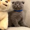 scottish fold cat